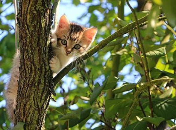 assurance chaton